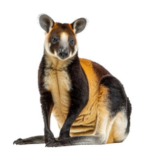 A Kangaroo Sits In Front Of A Plain White Backdrop, A Tree Kangaroo Isolated On Transparent Background