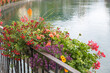 flower basket with cupea, geranium, alyssum and begonias, beside Aare river Thun