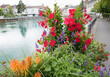 flower basket with mandevilla, salvia, and cupea, beside Aare river Thun