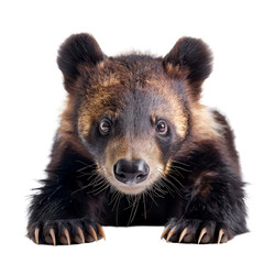 Canvas Print - A bear cub attentively looks at the camera against a Png background, a Beaver Isolated on a whitePNG Background