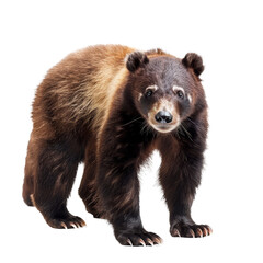 Wall Mural - A brown bear is standing in front of a Png background, a Beaver Isolated on a whitePNG Background