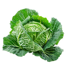 Sticker - A lone cabbage placed on a clean Png background, a Beaver Isolated on a whitePNG Background