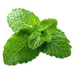 © Iftikhar alam - Two green mint leaves isolated on a Png background, fresh mint leaves isolated on transparent background
