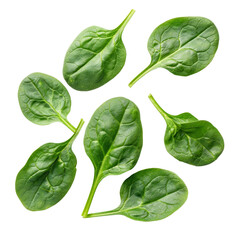 Canvas Print - Several fresh spinach leaves neatly arranged on a plain Png background, fresh spinach leaves isolated on transparent background