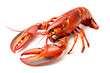 © boule1301 - Red cooked lobster or crayfish isolated on white background with clipping path