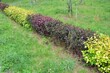 Physocarpus opulifolius maroon yellow-green shrubs easy to trim used as a hedge and ornamental plants