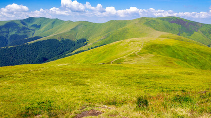 Wall Mural - carpathian mountain landscape of ukraine in summer. beautiful nature scenery of mnt. hymba alpine grassy meadow on a sunny day. popular travel destination