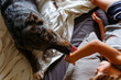 upper view of child and dog lying on the bed and playing together