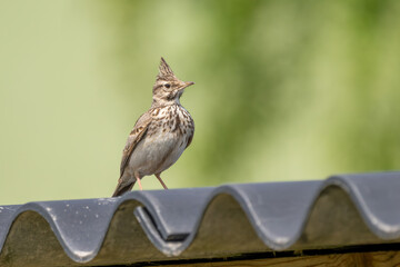 Haubenlerche / Lerche / Vogel