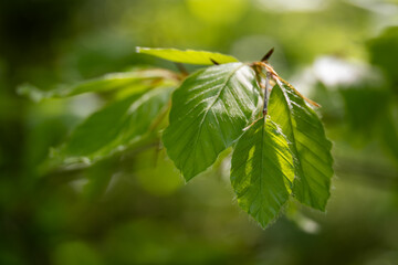 Wall Mural - Lush green leaves of hornbeam with hairs.