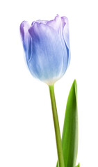 Wall Mural - Beautiful blue purple tulip isolated on white. Bright flower