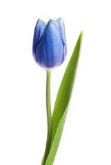 Wall Mural - Beautiful blue tulip isolated on white. Bright flower