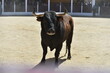 big bull with big horns in a traditional spectacle of bullfight in spain