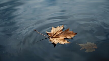 A leaf is floating on the surface of a body of water