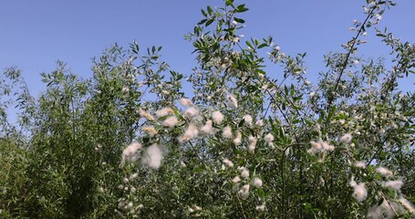 Wall Mural - light white fluff from willow in spring, willow during flowering with a lot of white fluff with black seeds