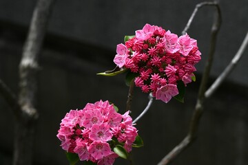 Poster - Kalmia latifolia flowers. Ericaceae evergreen shrub. Flowering period is from April to May.