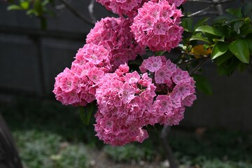 Poster - Kalmia latifolia flowers. Ericaceae evergreen shrub. Flowering period is from April to May.