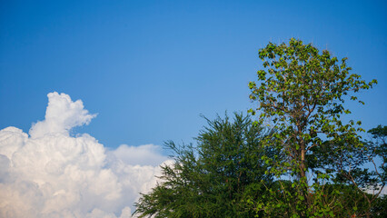 Wall Mural - Tree with blue sky and white cloud in the morning, Thailand.