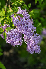 Wall Mural - Full frame macro abstract texture background of lavender color flower blossoms on a Chinese lilac bush (syringa chinensis)
