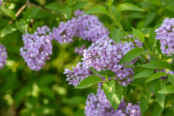 Wall Mural - Full frame macro abstract texture background of lavender color flower blossoms on a Chinese lilac bush (syringa chinensis)
