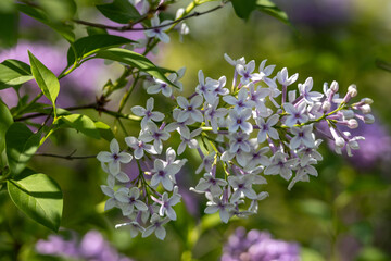 Wall Mural - Full frame macro abstract texture background of white color flower blossoms on a Chinese lilac bush (syringa chinensis)