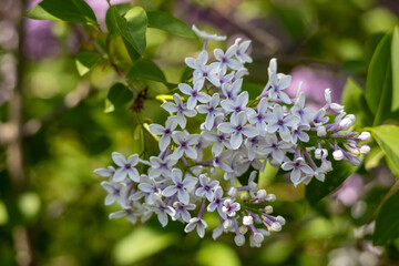 Wall Mural - Full frame macro abstract texture background of white color flower blossoms on a Chinese lilac bush (syringa chinensis)
