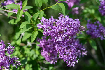 Wall Mural - Full frame macro abstract texture background of lavender color flower blossoms on a Chinese lilac bush (syringa chinensis)
