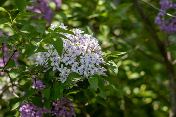 Wall Mural - Full frame macro abstract texture background of white color flower blossoms on a Chinese lilac bush (syringa chinensis)