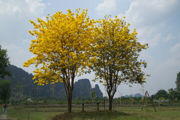 Two trees with yellow leaves are standing next to each other in a field