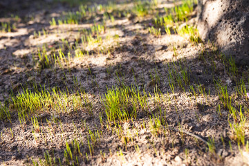 Wall Mural - greeen grass seedling starting to germinate in future lawn area, close-up shot at shallow depth of field