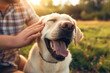 © NE97 - Close-up of a man's hand stroking happy dog outdoors. Illustrates the bond between humans and their pets, suitable for pet care, leisure, and animal lovers.