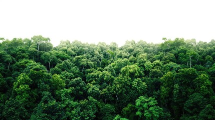 Wall Mural - forest against white sky