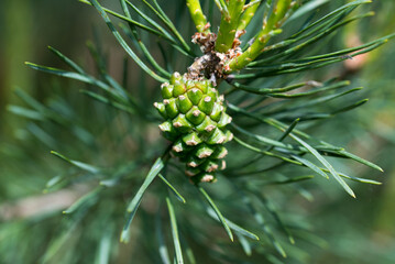 Wall Mural - green pine cone on twig closeup selective focus