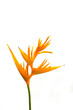 Heliconia flower isolated on white background. Ornamental flowers. A great heliconia for cut flowers 