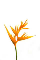 Wall Mural - Heliconia flower isolated on white background. Ornamental flowers. A great heliconia for cut flowers 