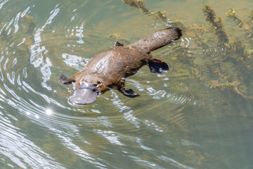 high angle shot of a platypus swimming to the left in the broken river at eungella national park of 