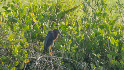 Wall Mural - green heron perching on a branch and preening in the wetlands at merritt island in florida