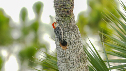 Wall Mural - male red-bellied woodpecker at a nest hole in a palm tree at merritt island of florida