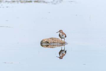 Canvas Print - Common sandpiper, Actitis hypoleucos, resting lake shore with reflection in water.