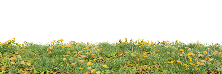 Wall Mural - Flowers and grass cut out on transparent background 3d rendering