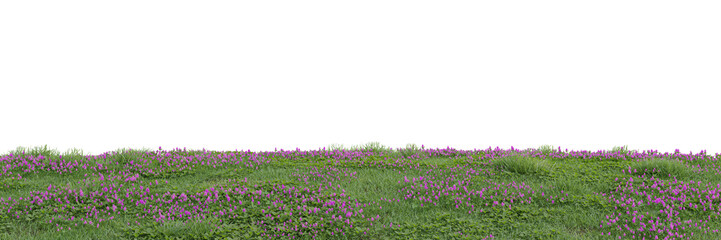 Wall Mural - Flowers and grass cut out on transparent background 3d rendering
