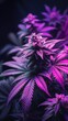 © Lubos Chlubny - Cannabis leaves. Cannabis marijuana foliage with a purple pink tint on a black background.