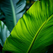 landscape closeup photograph banana leaf,Green background of tropical leaves and nature concept, tropical leaf,generate ai
