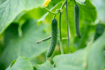 Poster - cucumber in garden