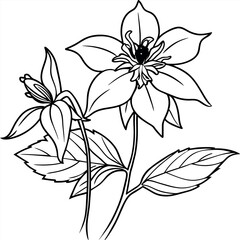 Wall Mural - Columbine flower outline illustration coloring book page design, Columbine flower black and white line art drawing coloring book pages for children and adults
