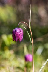 Sticker - Beautiful Fritillaria flower a sunny spring day