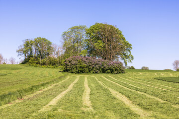 Wall Mural - Field with mowed grass for silage at summer