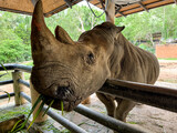 Fototapeta Koty - Portrait of a rhinoceros eating grass in a zoo