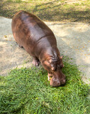 Fototapeta Koty - A hippopotamus eats grass at the zoo