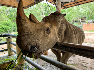 Poster - Portrait of a rhinoceros eating grass in a zoo